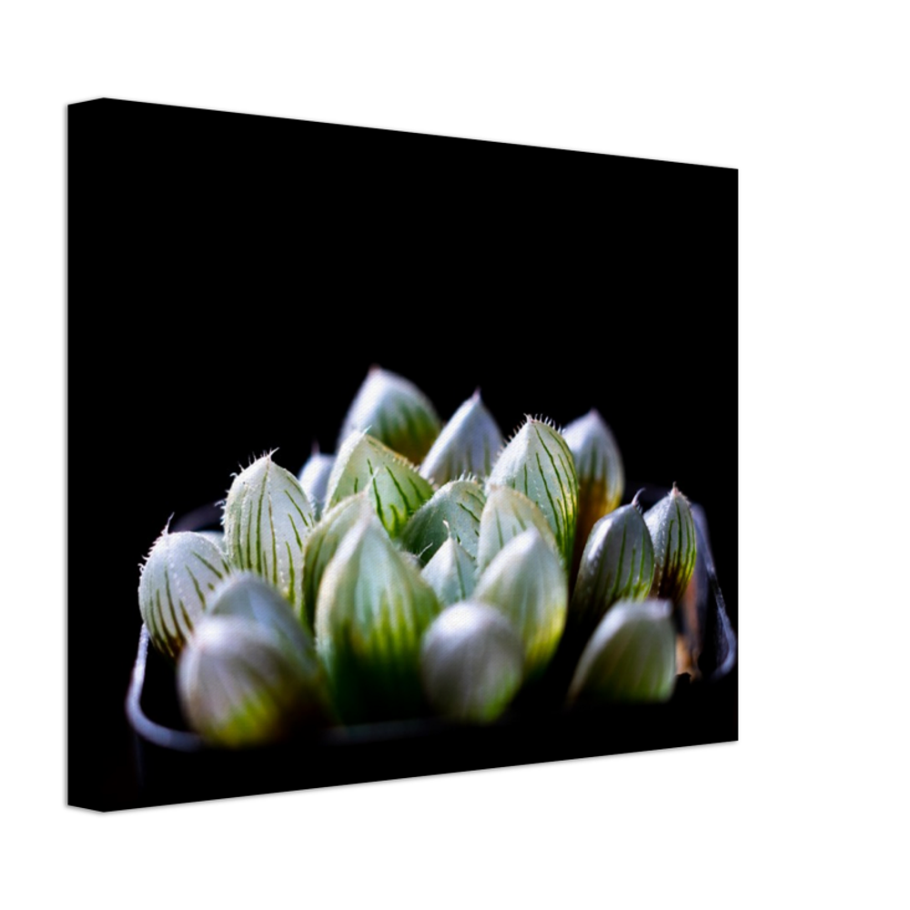Haworthia Succulent - Canvas Print