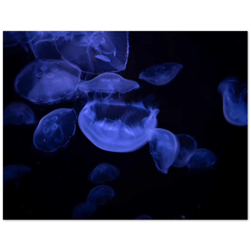 Glowing Moon Jellies Poster
