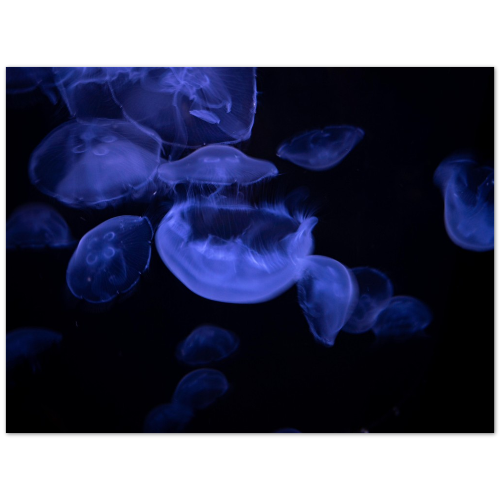Glowing Moon Jellies Poster