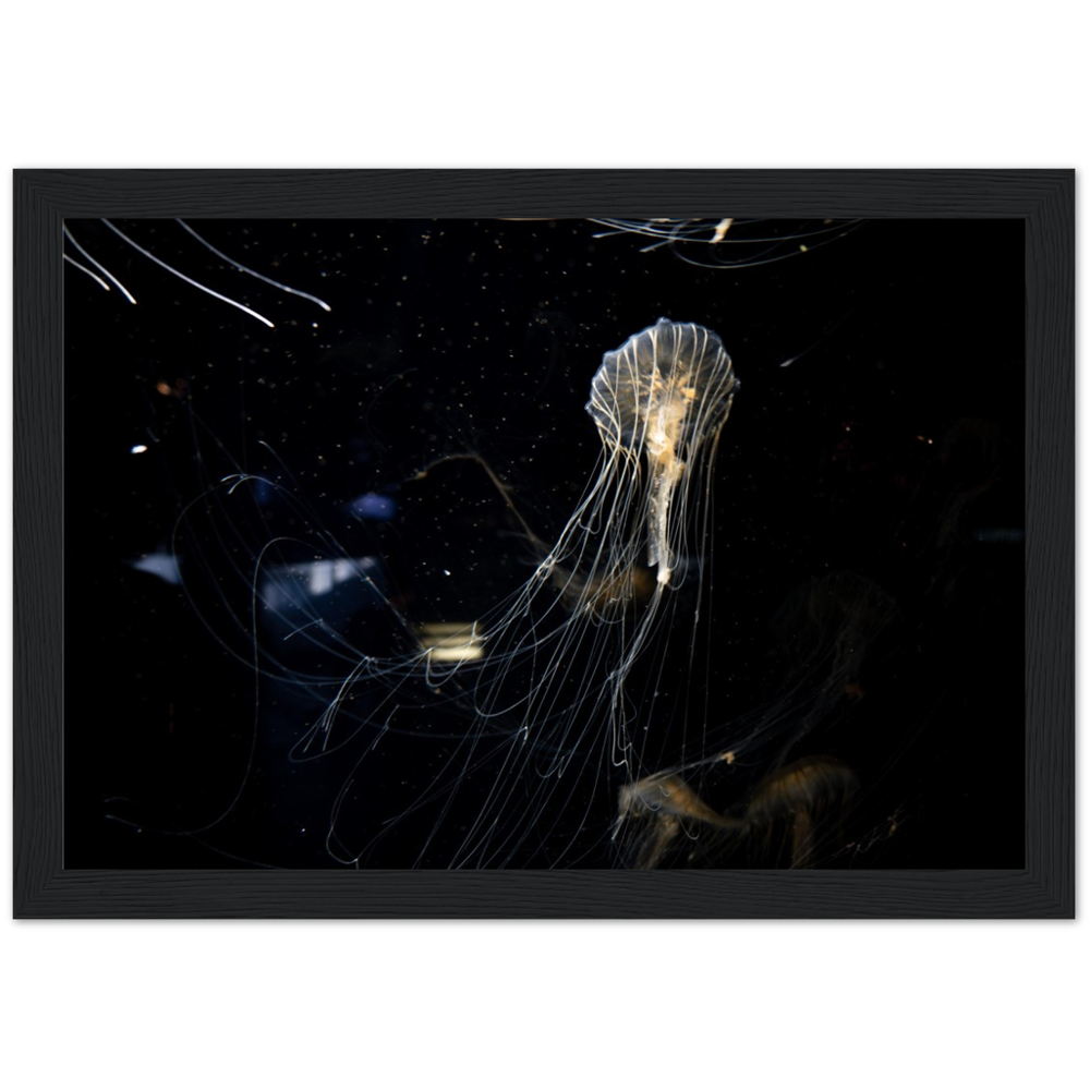 Sea Nettle - Framed Poster