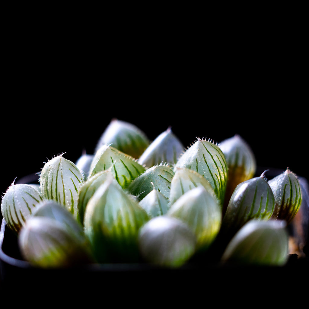 Succulent Visuals 4x6 Photo Prints – A Mini Escape for Your Desk or Side Table