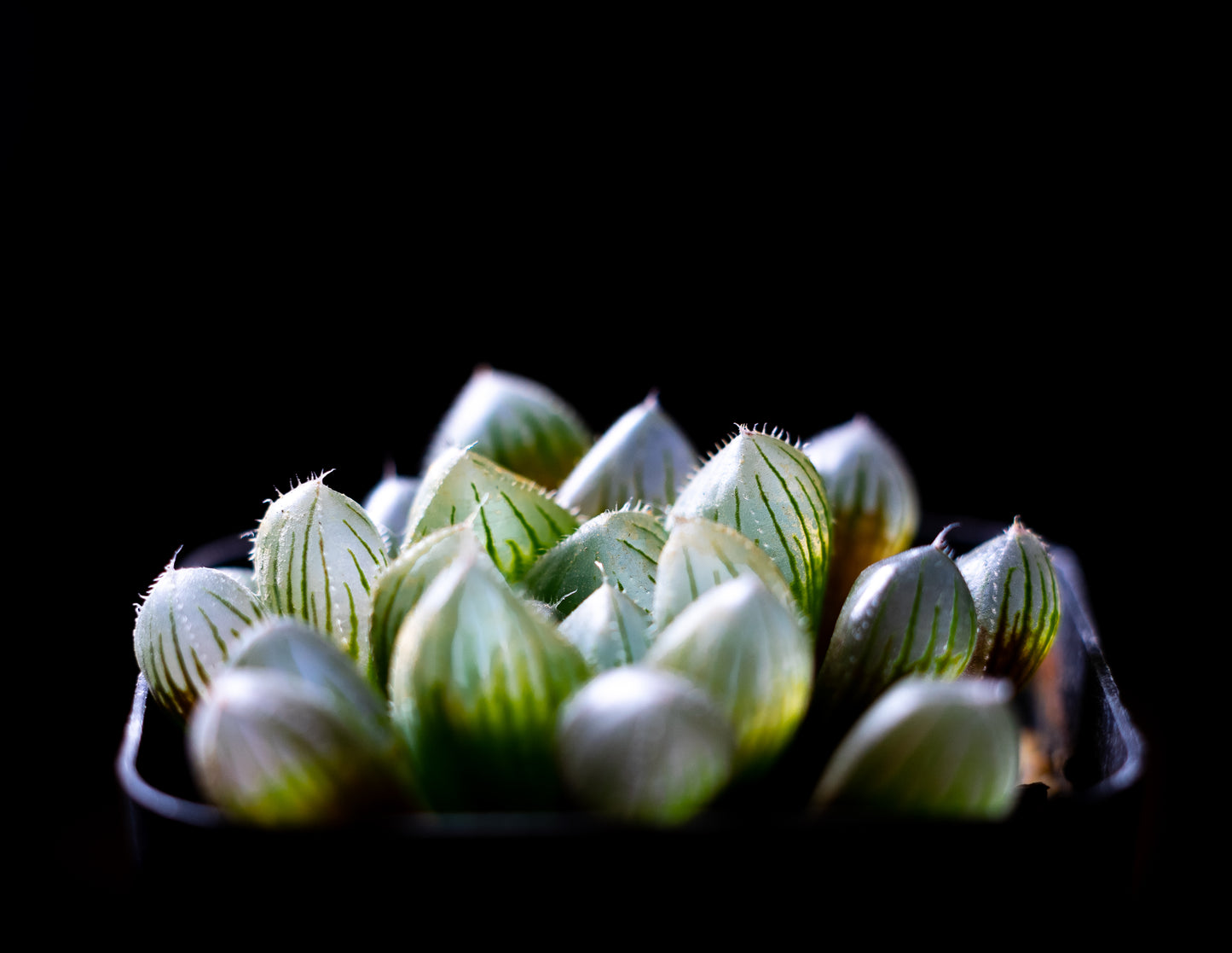 Succulent Visuals 4x6 Photo Prints – A Mini Escape for Your Desk or Side Table