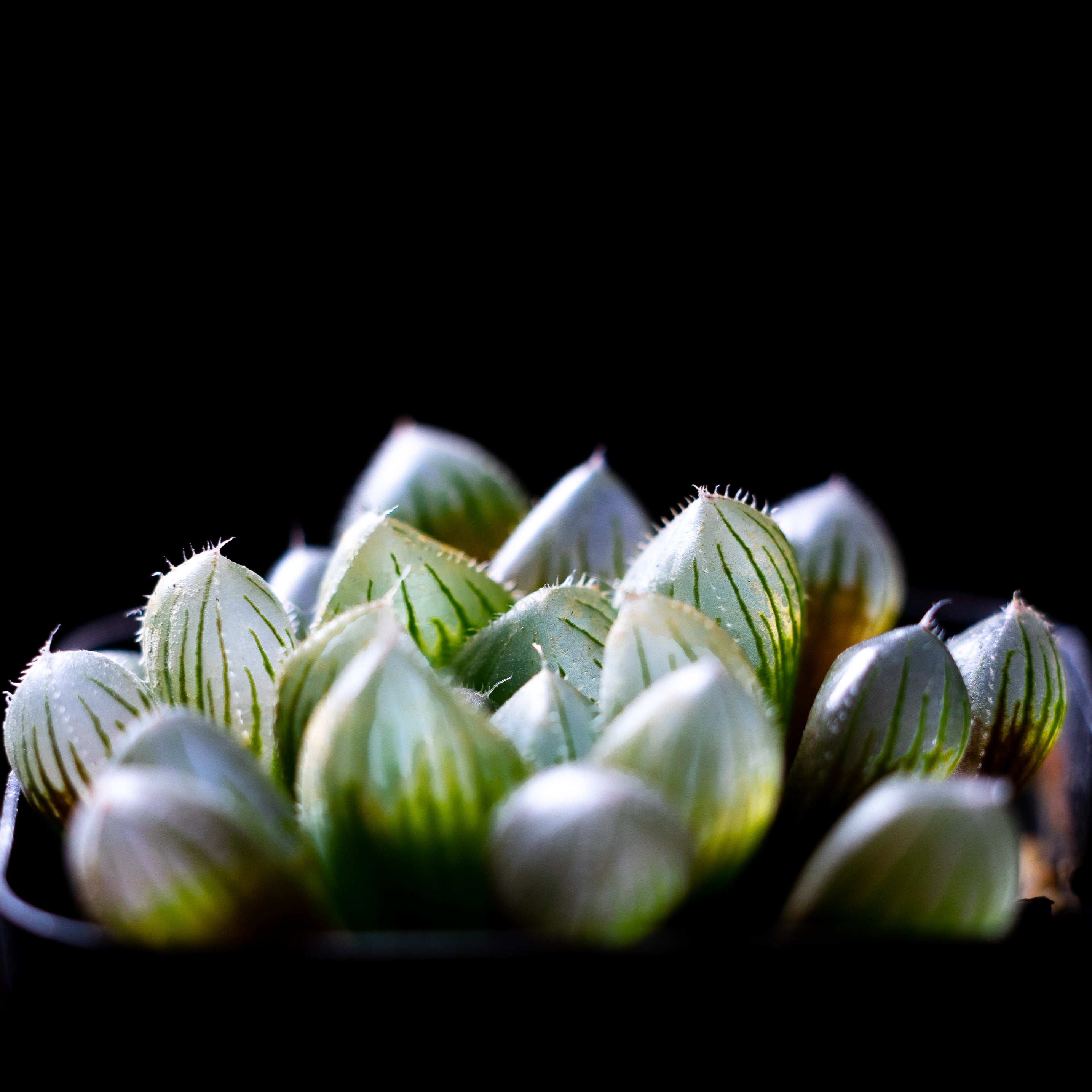 Succulent Visuals 4x6 Photo Prints – A Mini Escape for Your Desk or Side Table