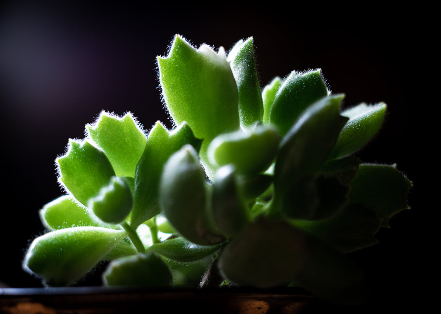 Succulent Visuals 4x6 Photo Prints – A Mini Escape for Your Desk or Side Table