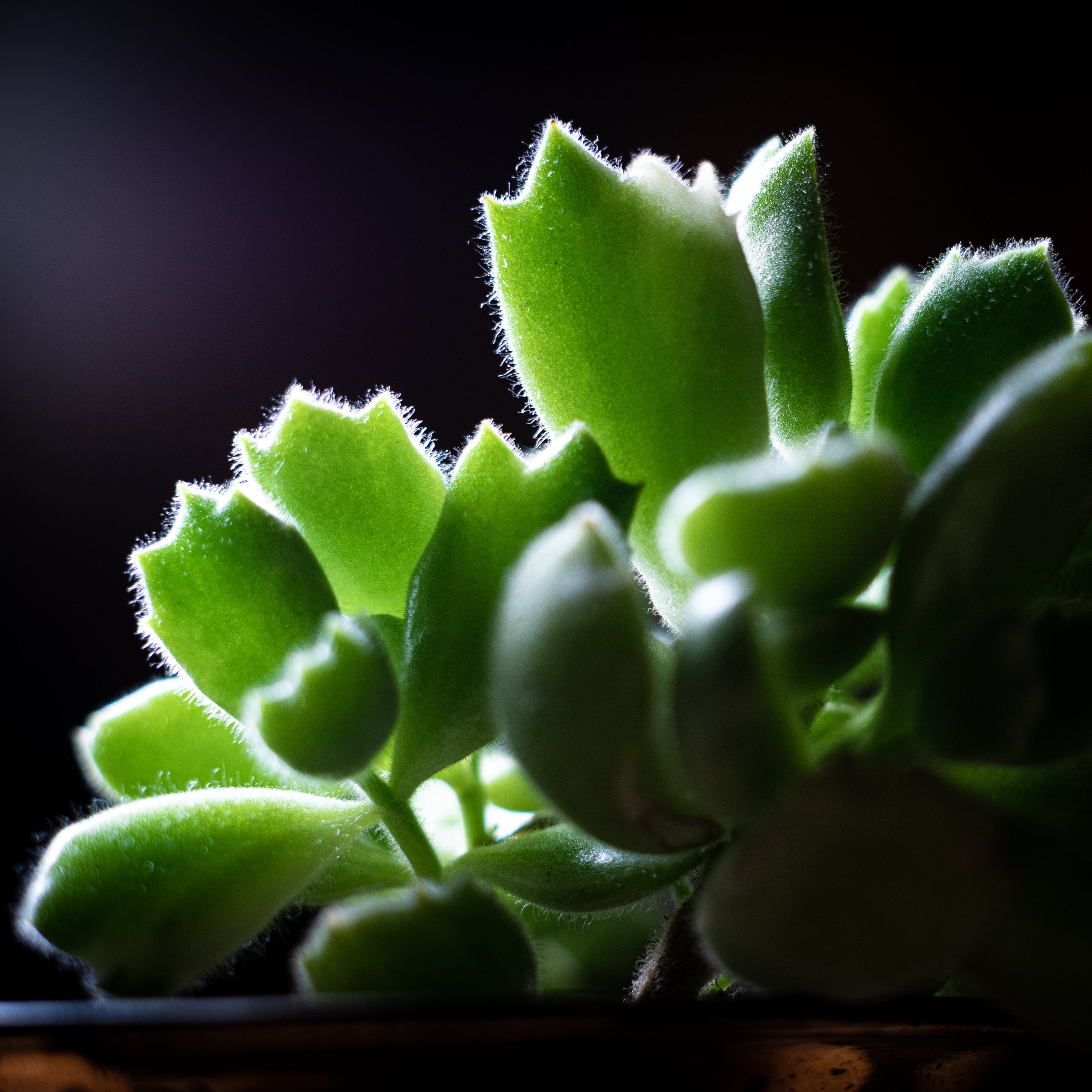 Succulent Visuals 4x6 Photo Prints – A Mini Escape for Your Desk or Side Table