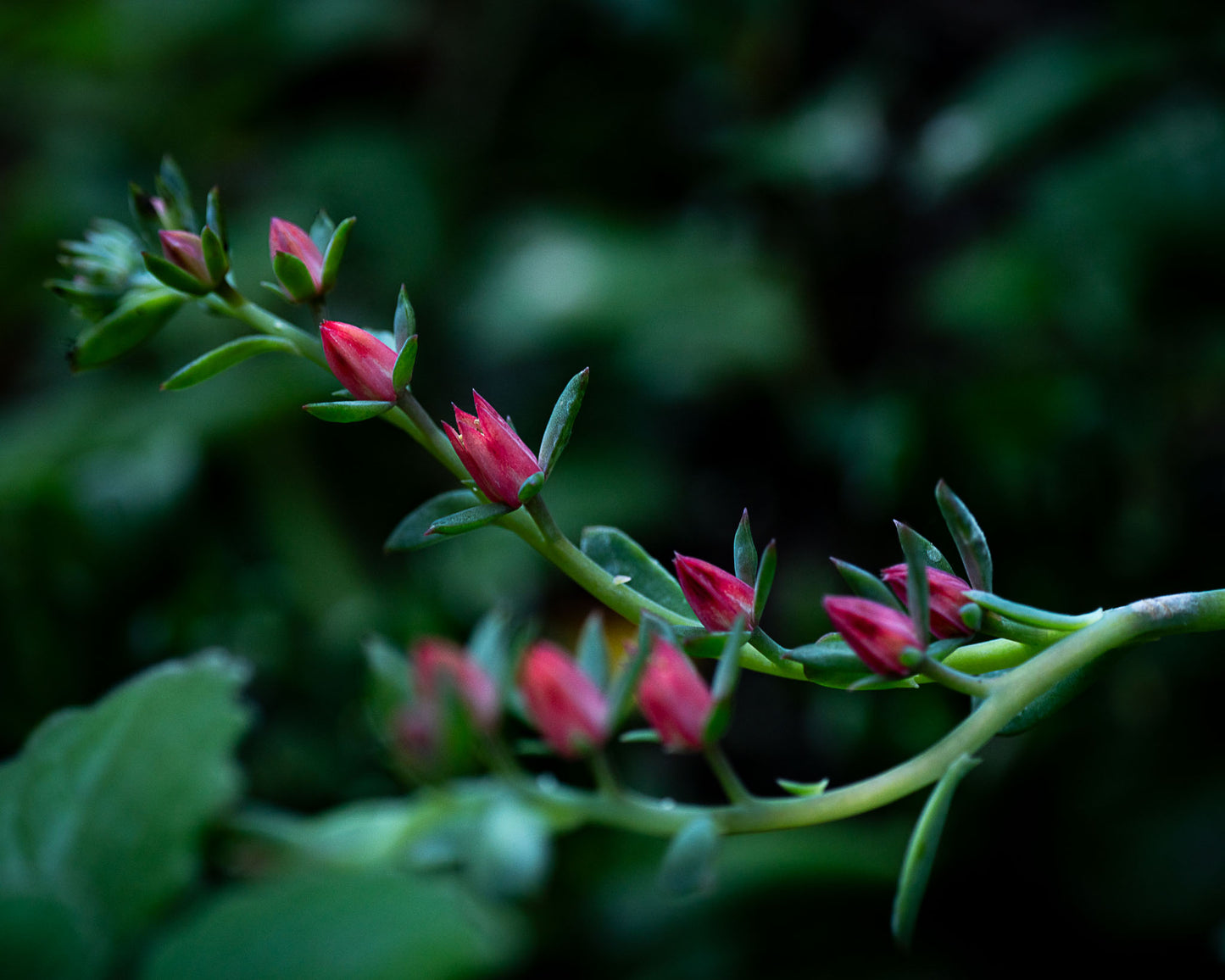 Succulent Visuals 4x6 Photo Prints – A Mini Escape for Your Desk or Side Table