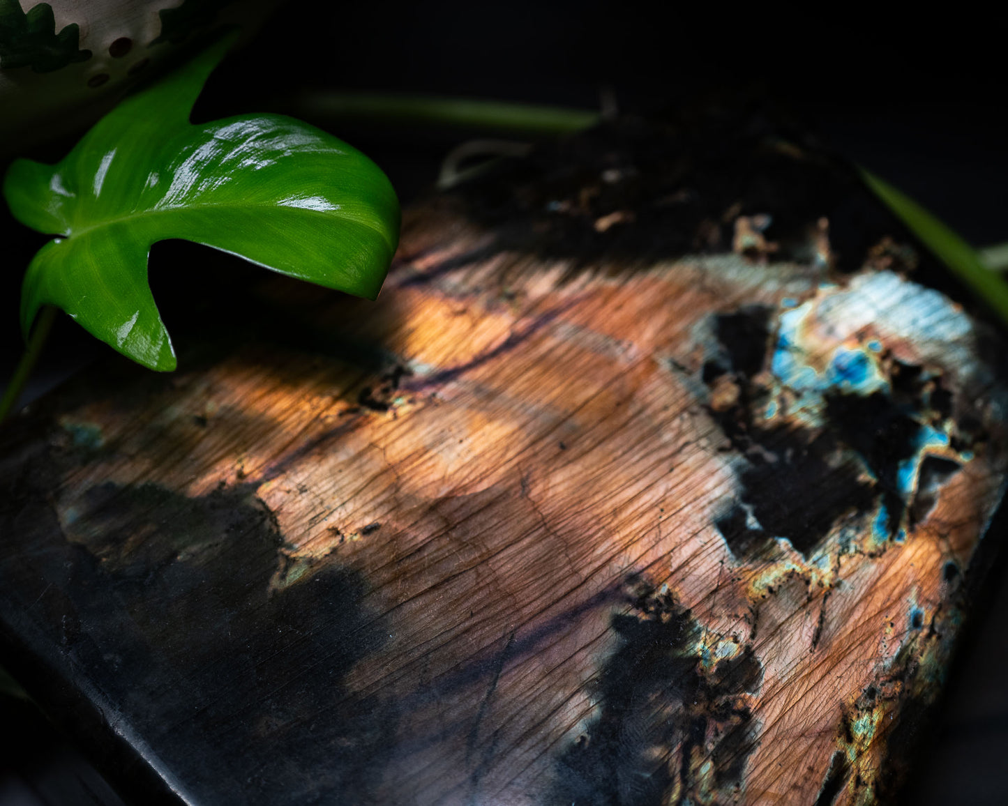 Succulent Visuals 4x6 Photo Prints – A Mini Escape for Your Desk or Side Table