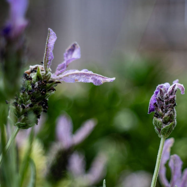 close up of lavender flowers