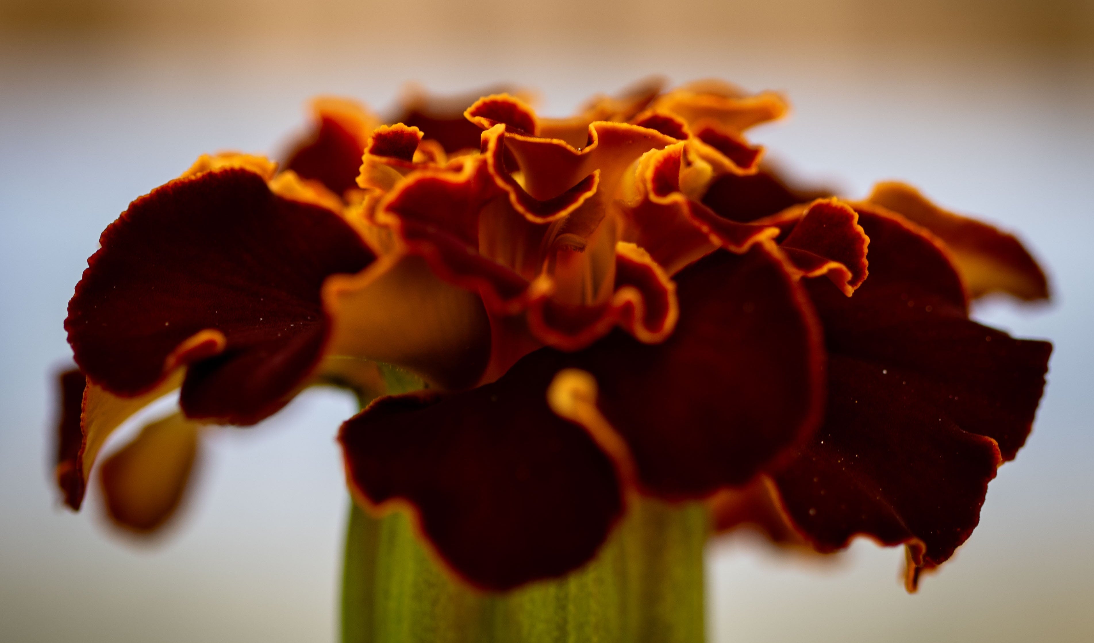 macro of marigold flower