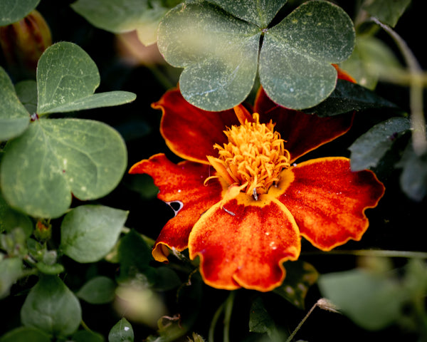 close up of a marigold in clovers