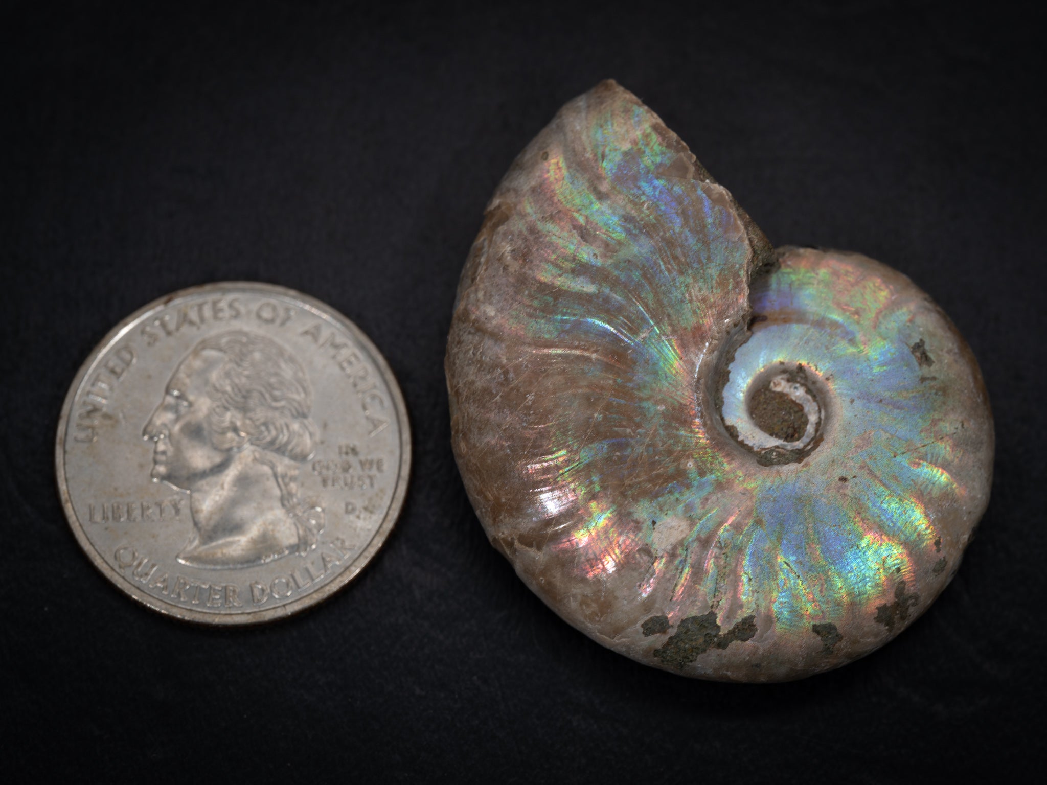 Ammonite Fossils