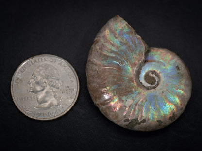 Ammonite Fossils