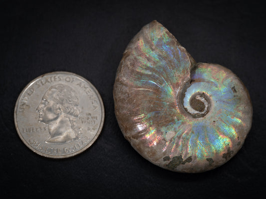 Ammonite Fossils