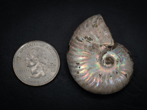 Ammonite Fossils