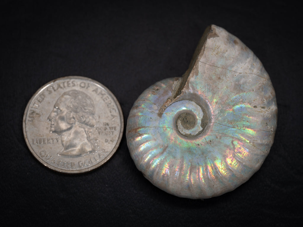 Ammonite Fossils