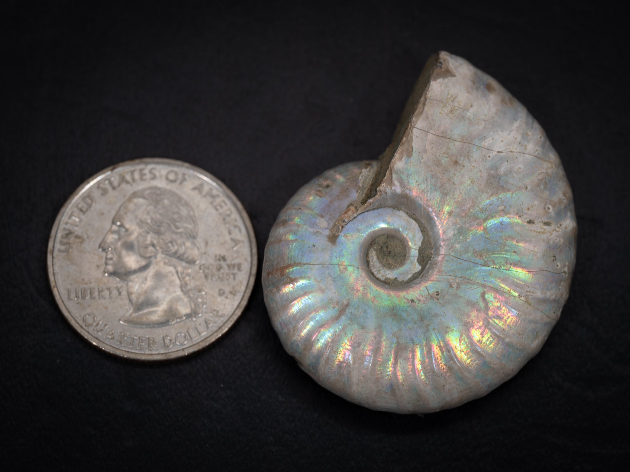Ammonite Fossils