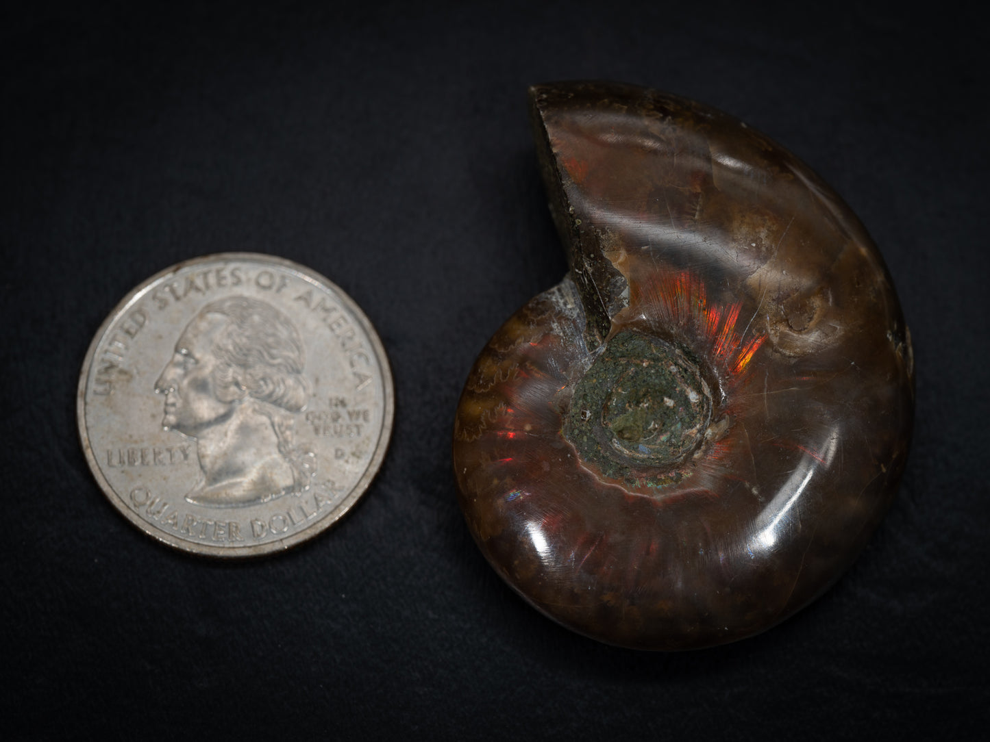 Ammonite Fossils