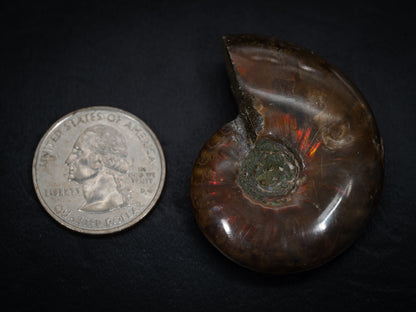 Ammonite Fossils