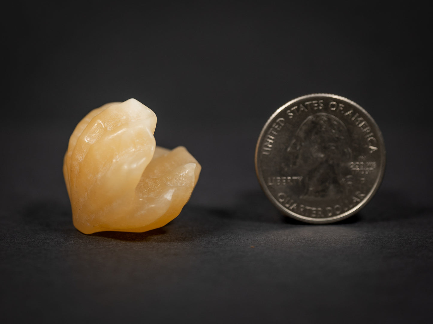 Little Gemstone Clams