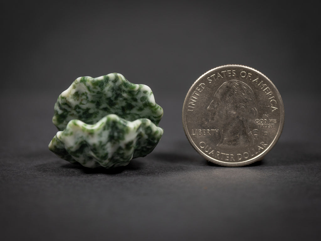 Little Gemstone Clams