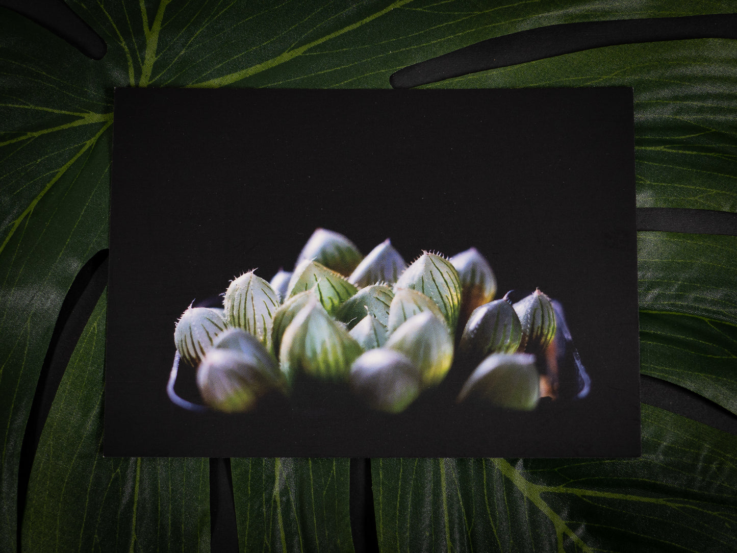 Postcard Set