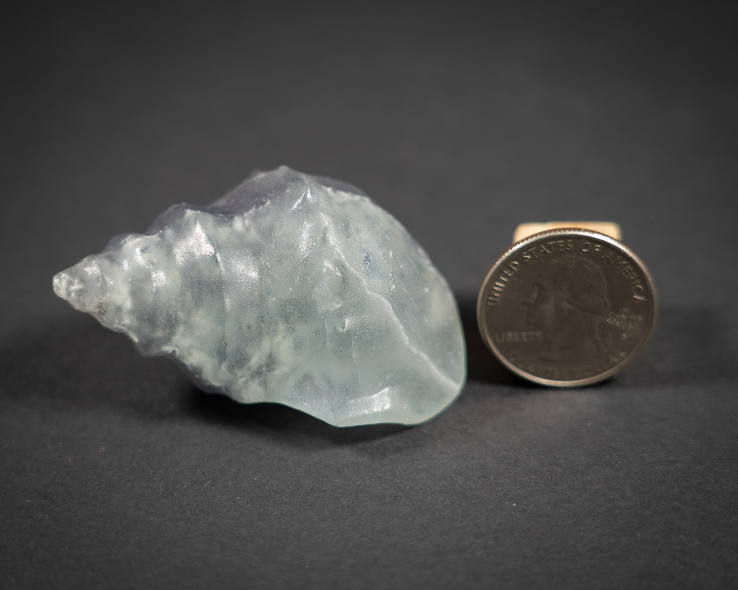 Gemstone Conch shells