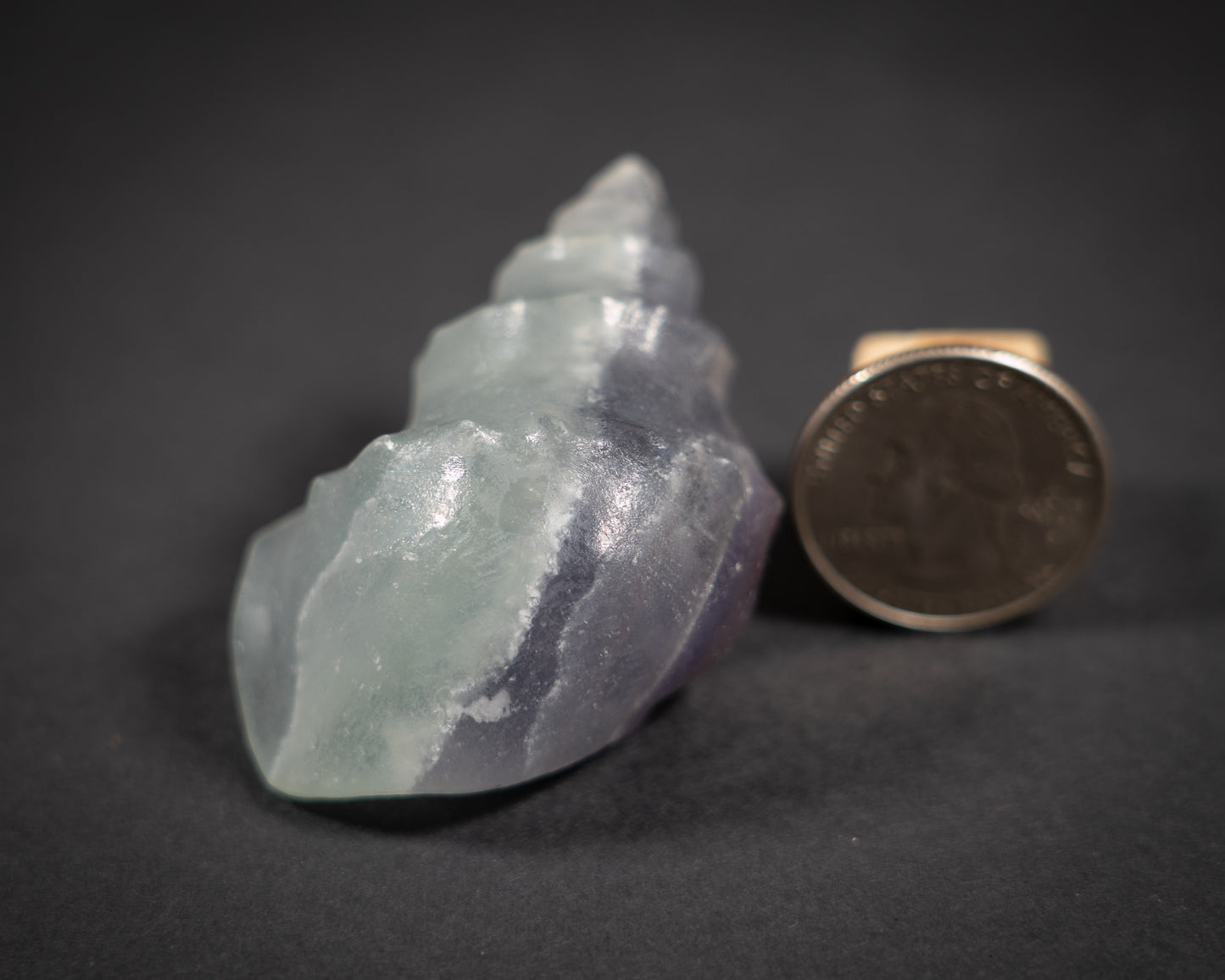 Gemstone Conch shells