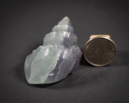 Gemstone Conch shells