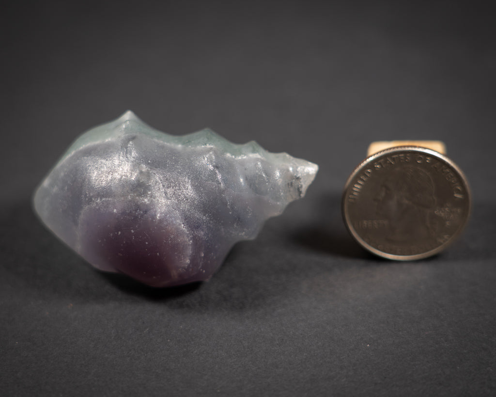 Gemstone Conch shells