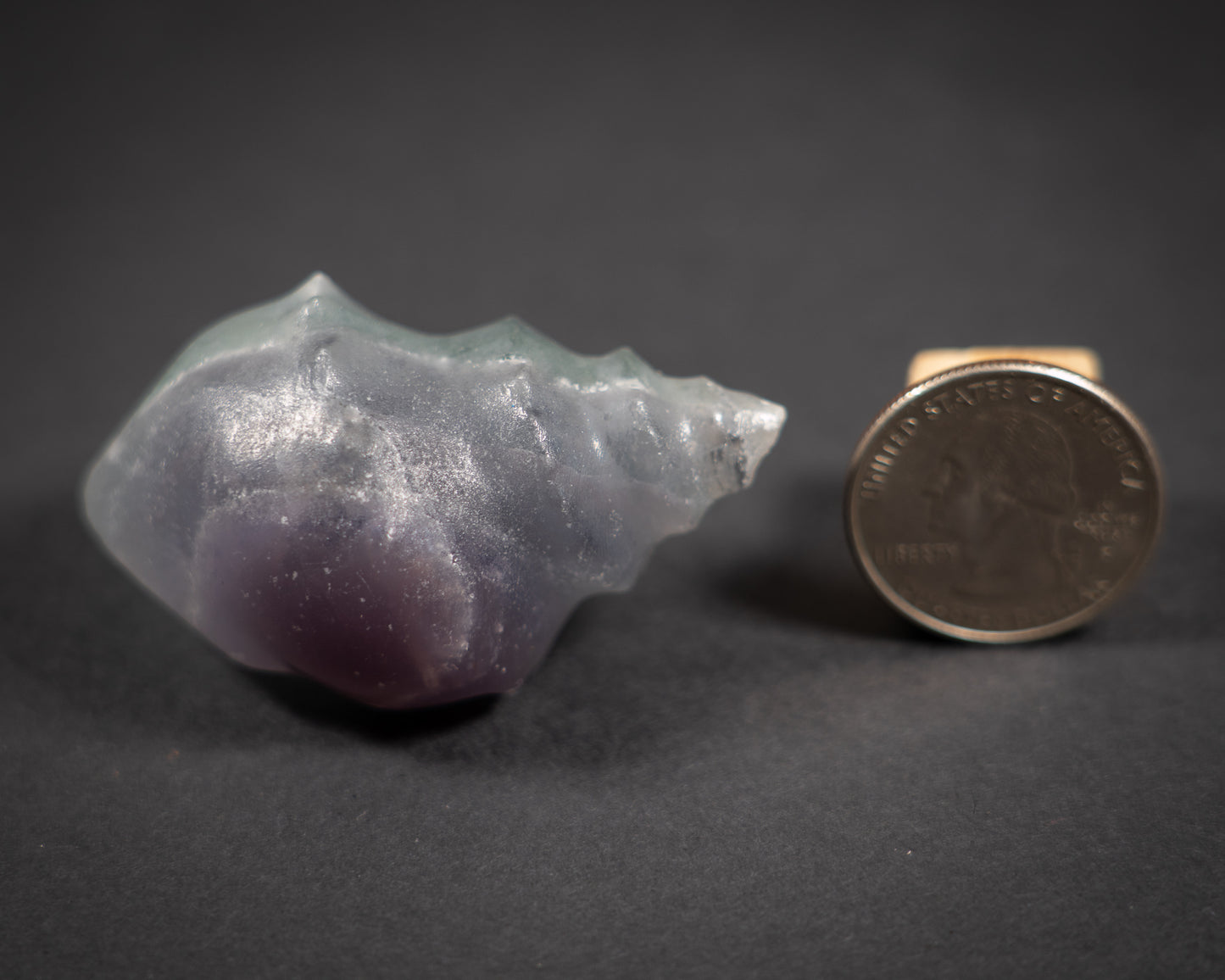 Gemstone Conch shells