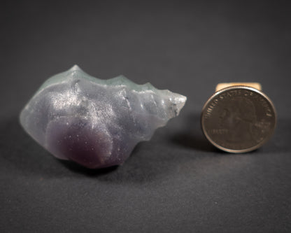 Gemstone Conch shells