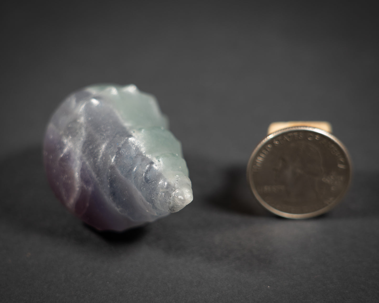 Gemstone Conch shells