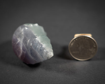 Gemstone Conch shells