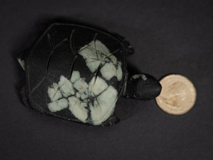 Chrysanthemum Stone Turtles