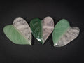 Aventurine and Rose Quartz Philodendron Leaves