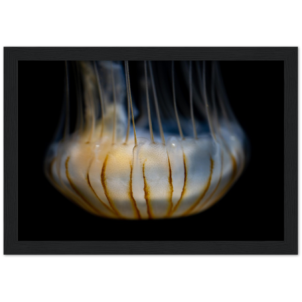 Sea Jelly - Wooden Framed Poster
