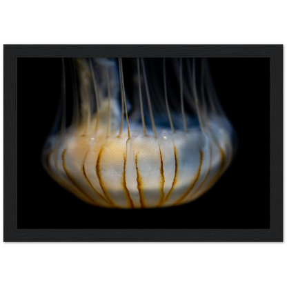 Sea Jelly - Wooden Framed Poster
