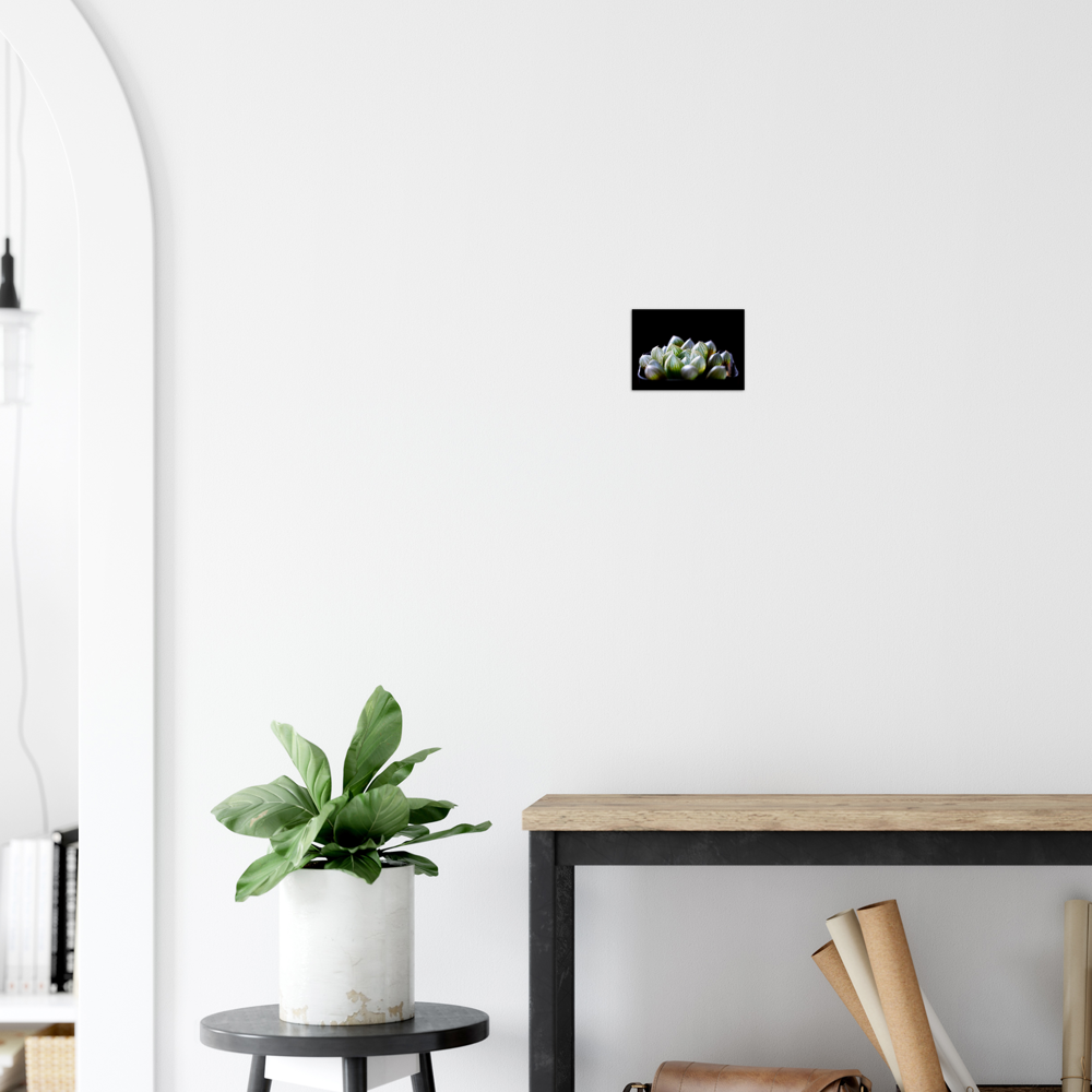 Haworthia Succulent - Poster