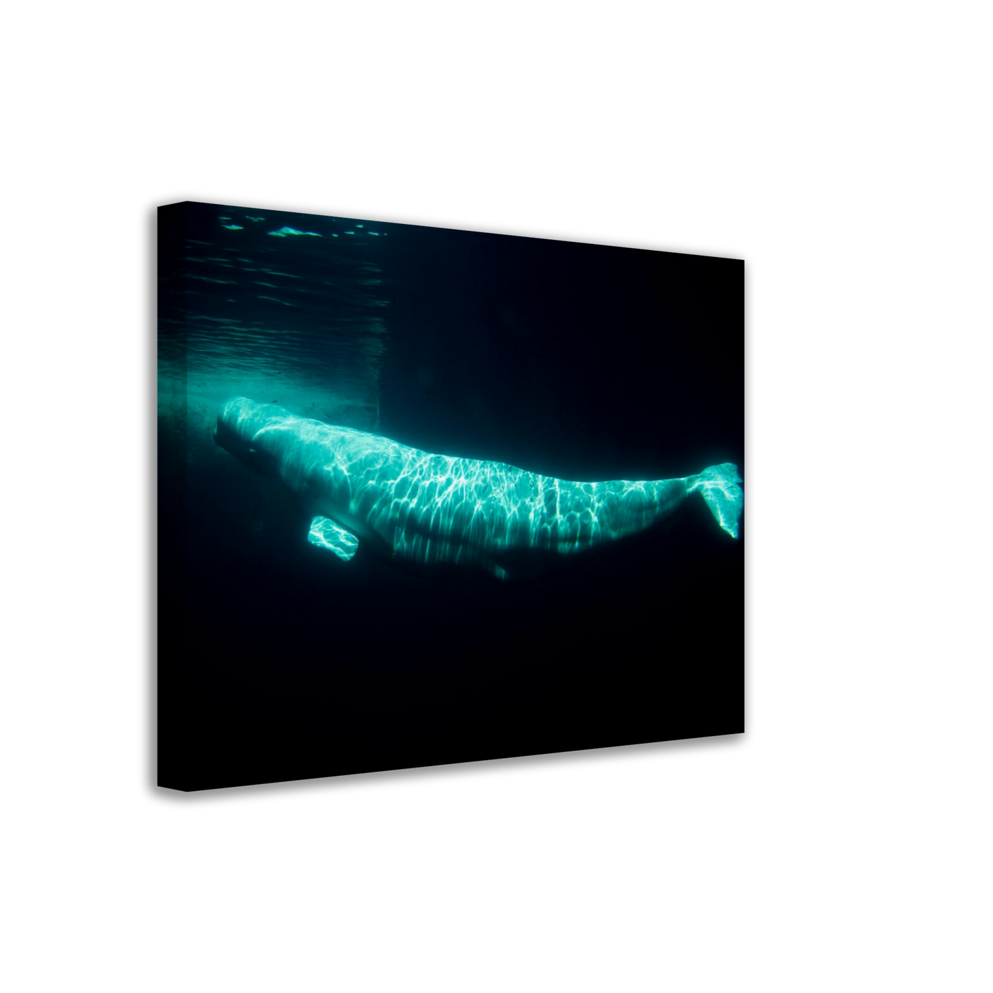 Beluga - Canvas