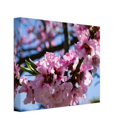 Cherry Blossoms - Canvas Print