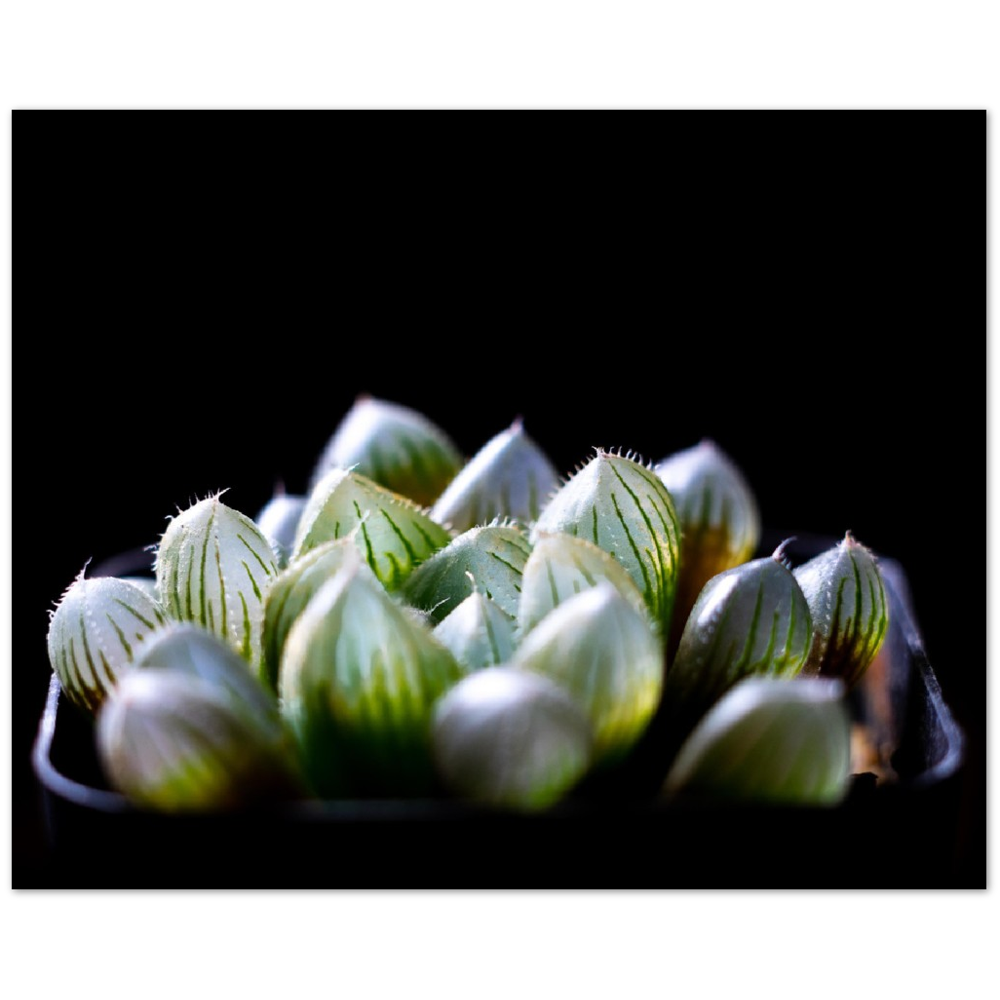 Haworthia Succulent - Poster