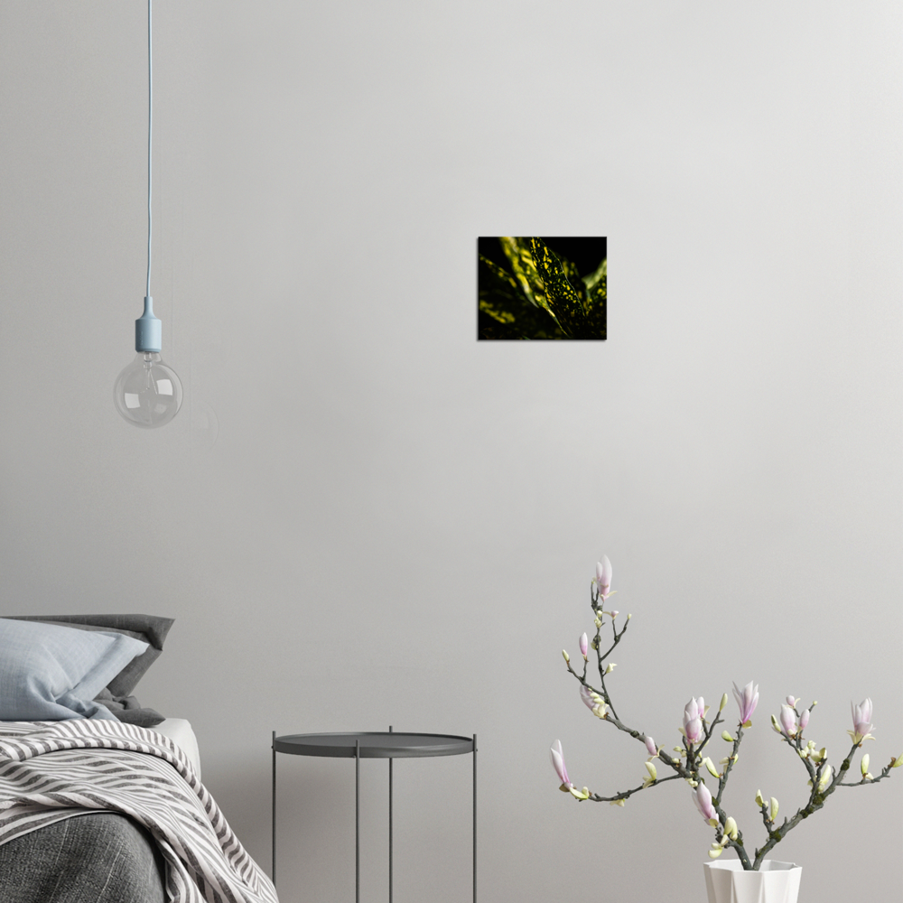 Aucuba - Canvas Print
