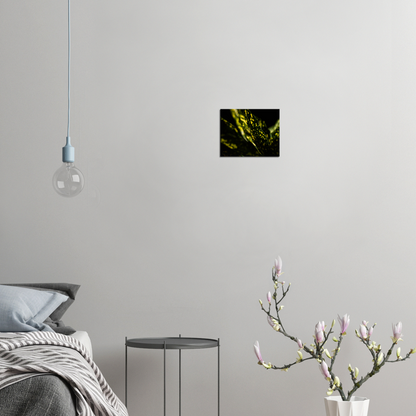 Aucuba - Canvas Print