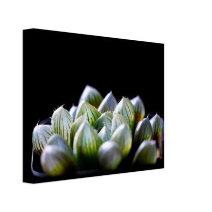Haworthia Succulent - Canvas Print