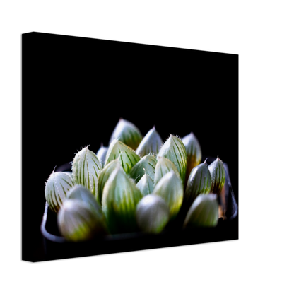 Haworthia Succulent - Canvas Print