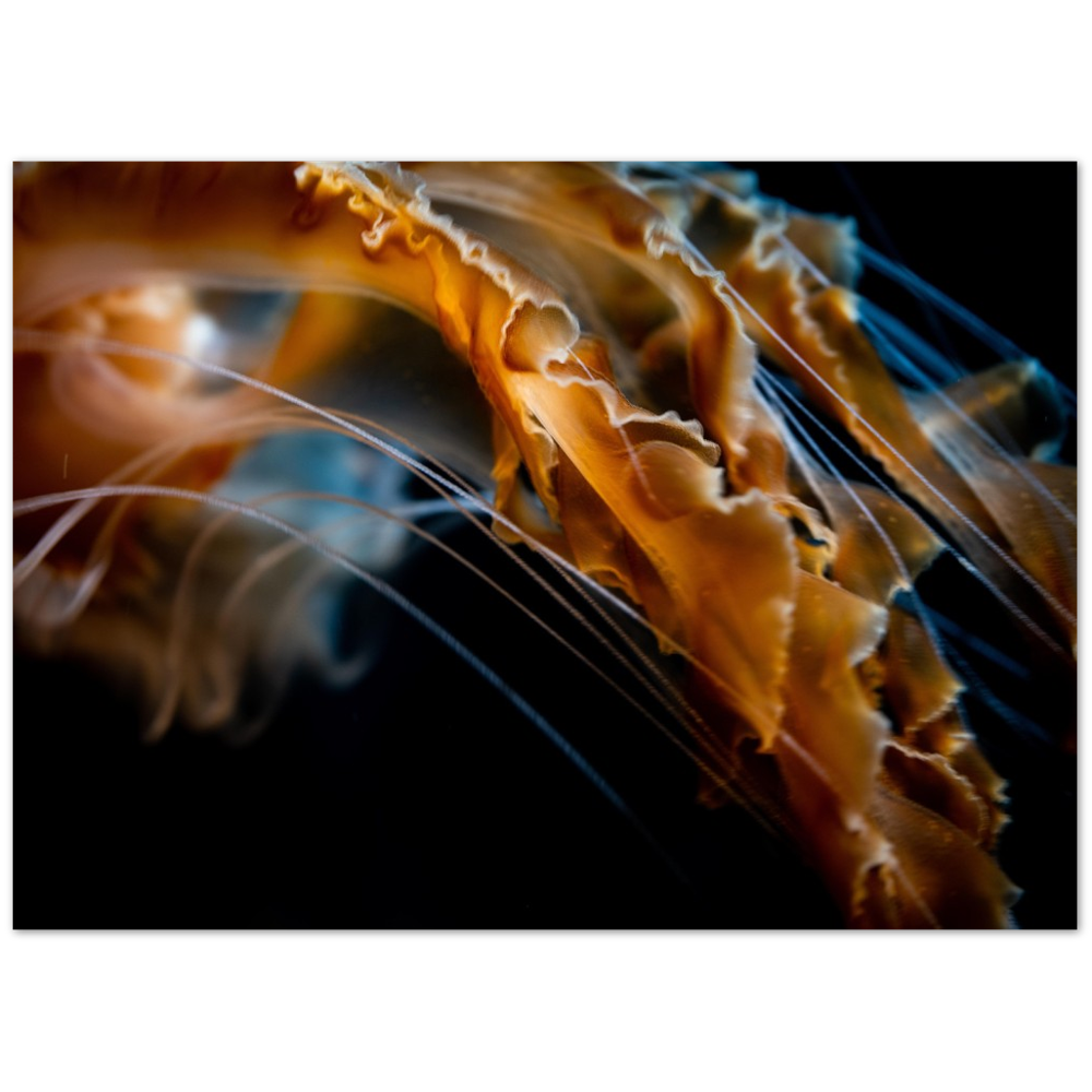 Pacific Sea Nettle - Poster