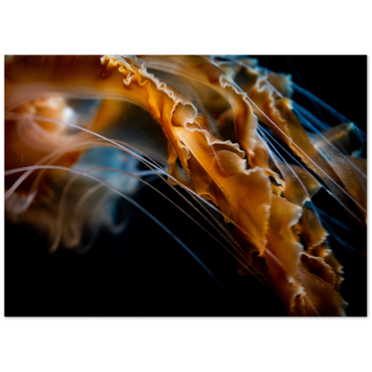 Pacific Sea Nettle - Poster