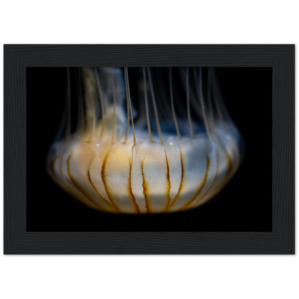 Sea Jelly - Wooden Framed Poster