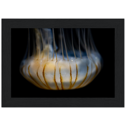 Sea Jelly - Wooden Framed Poster
