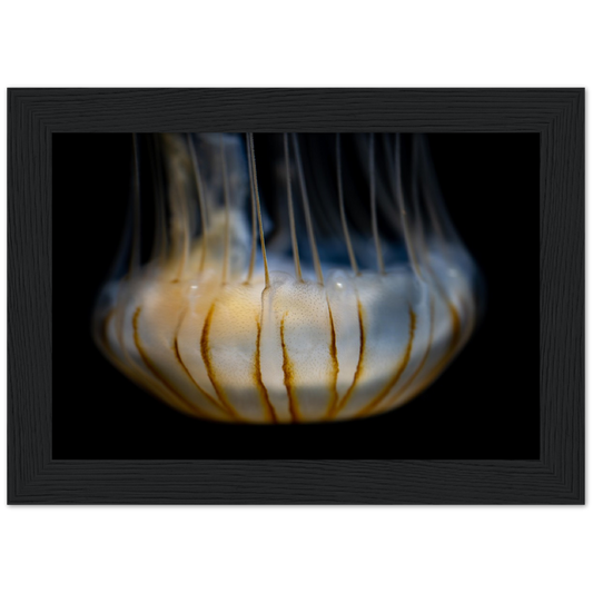 Sea Jelly - Wooden Framed Poster